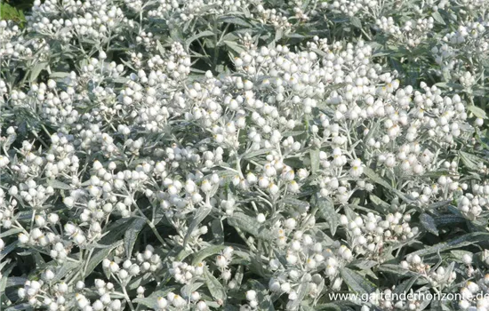 Garten-Perlkörbchen 'Sommerschnee' Garten-Perlkörbchen 'Sommerschnee'