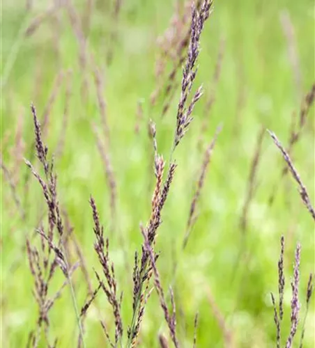 Kleines Pfeifengras Kleines Pfeifengras