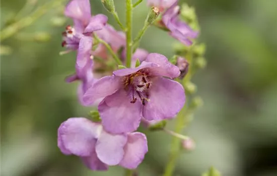 Garten-Purpur-Königskerze 'Violetta' Garten-Purpur-Königskerze 'Violetta'