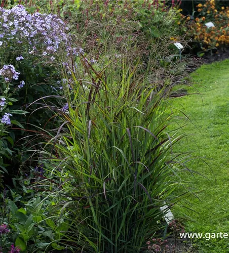Garten-Ruten-Hirse Garten-Ruten-Hirse