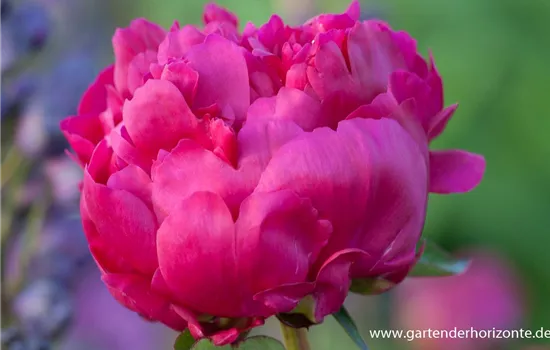 Garten-Pfingstrose 'General Mac Mahon' Garten-Pfingstrose 'General Mac Mahon'