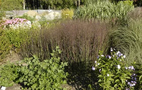 Garten-Ruten-Hirse 'Heiliger Hain' Garten-Ruten-Hirse 'Heiliger Hain'