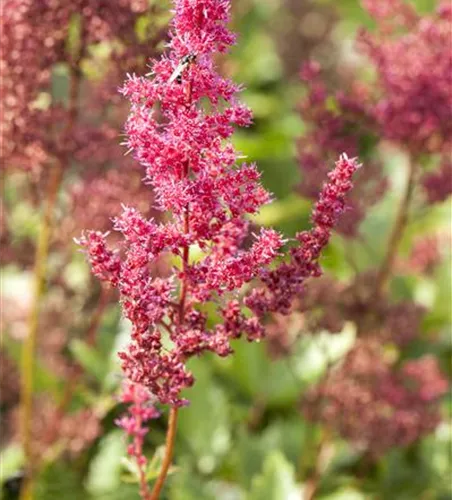 Garten-Prachtspiere 'Bremen' Garten-Prachtspiere 'Bremen'