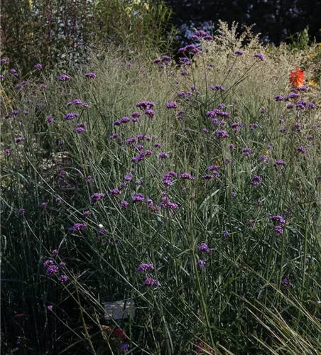 Garten-Ruten-Hirse 'Prairie Sky' Garten-Ruten-Hirse 'Prairie Sky'