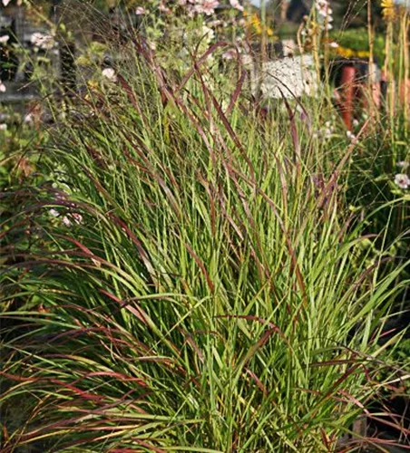 Garten-Ruten-Hirse 'Rehbraun' Garten-Ruten-Hirse 'Rehbraun'