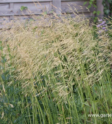 Garten-Schmiele 'Goldschleier' Garten-Schmiele 'Goldschleier'