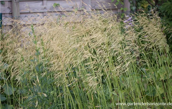 Garten-Schmiele 'Goldschleier' Garten-Schmiele 'Goldschleier'