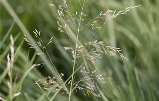 Garten-Schmiele 'Goldtau' Garten-Schmiele 'Goldtau'