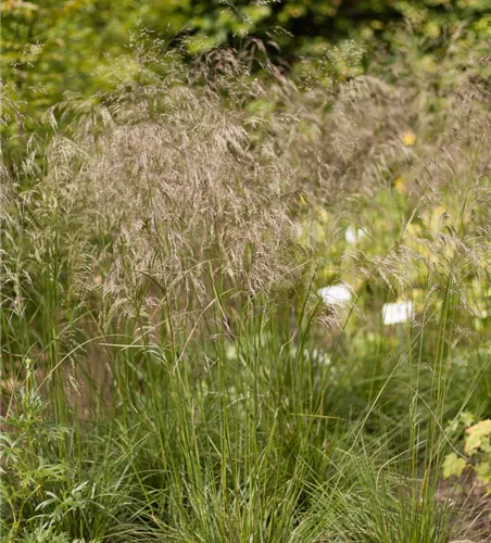 Garten-Schmiele 'Schottland' Garten-Schmiele 'Schottland'