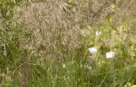 Garten-Schmiele 'Schottland' Garten-Schmiele 'Schottland'