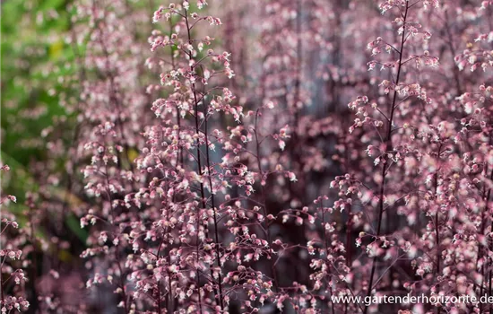 Garten-Silberglöckchen 'Black Beauty'® Garten-Silberglöckchen 'Black Beauty'®