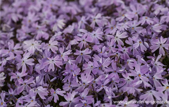 Garten-Teppich-Flammenblume Garten-Teppich-Flammenblume