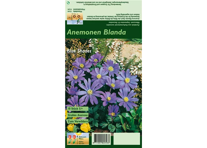 Garten-Strahlen-Windröschen 'Blue Shades'