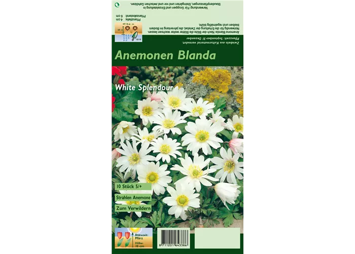 Garten-Strahlen-Windröschen 'White Splendour'