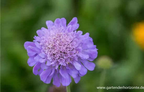 Garten-Tauben-Skabiose 'Butterfly Blue' Garten-Tauben-Skabiose 'Butterfly Blue'