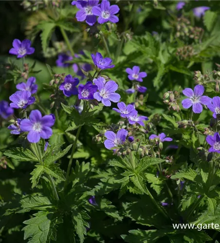Garten-Storchschnabel 'Mayflower' Garten-Storchschnabel 'Mayflower'