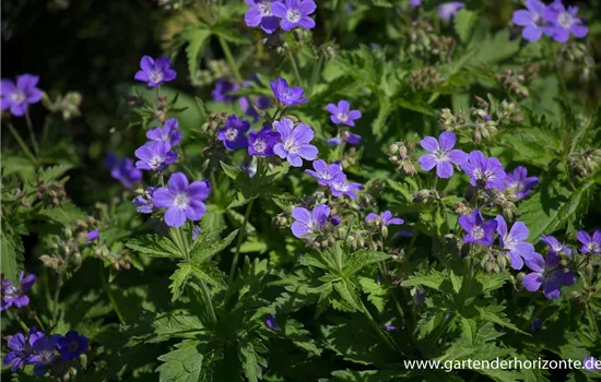 Garten-Storchschnabel 'Mayflower' Garten-Storchschnabel 'Mayflower'