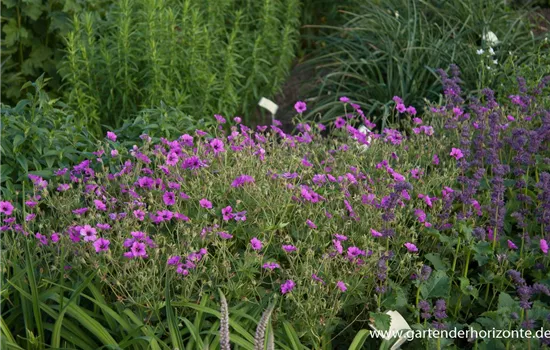 Garten-Storchschnabel 'Patricia'
