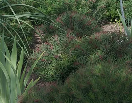 Garten-Zypressen-Wolfsmilch 'Fens Ruby'