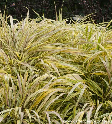 Garten-Ziergras 'Aureola' Garten-Ziergras 'Aureola'