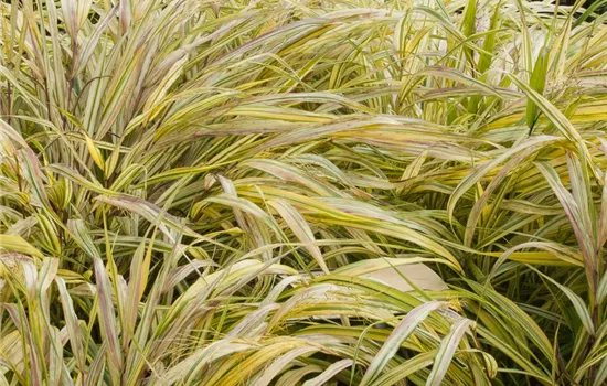 Garten-Ziergras 'Aureola' Garten-Ziergras 'Aureola'