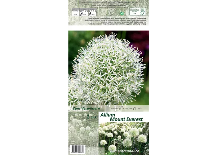 Garten-Zier-Lauch 'Mount Everest'