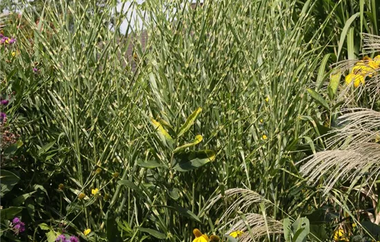 Garten-Zebraschilf Garten-Zebraschilf