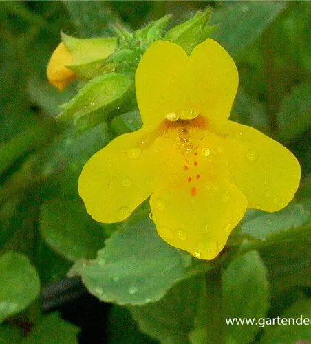 Gelbblühende Gauklerblume Gelbblühende Gauklerblume
