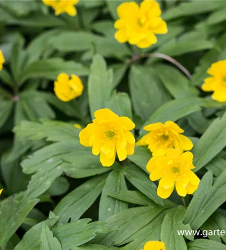 Gelbblühendes Windröschen Gelbblühendes Windröschen