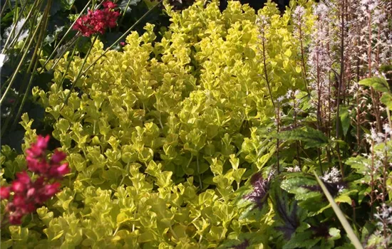 Gelblaubiges Garten-Pfennigkraut 'Aurea' Gelblaubiges Garten-Pfennigkraut 'Aurea'