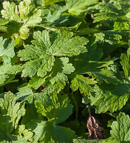 Geranium phaeum 'Raven' Geranium phaeum 'Raven'