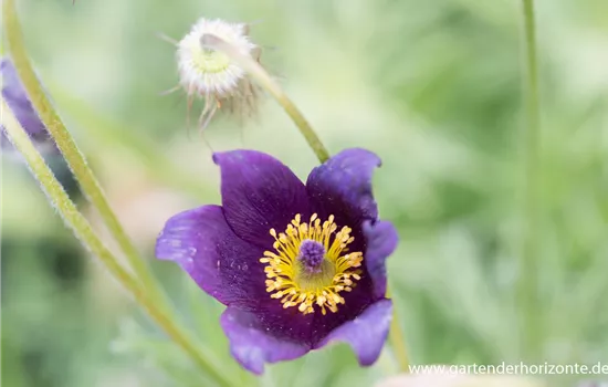 Gewöhnliche Kuhschelle Gewöhnliche Kuhschelle