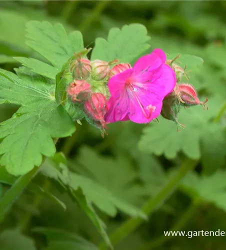 Geranium macrorrhizum