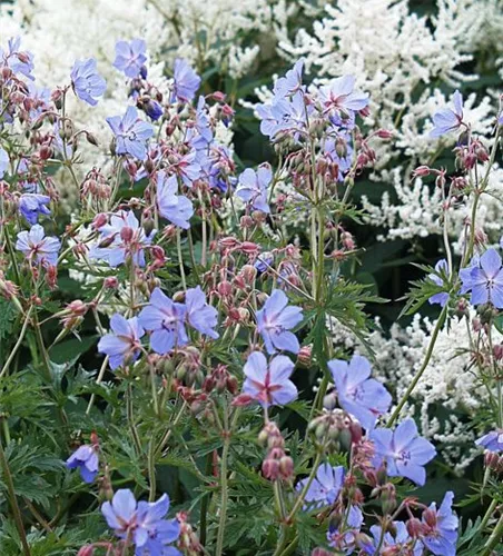 Geranium pratense Geranium pratense