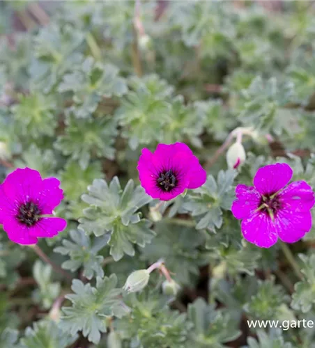 Geranium cinereum subcaulesc.'Giuseppii'