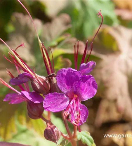 Geranium macrorrhizum 'Czakor' Geranium macrorrhizum 'Czakor'