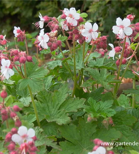 Geranium macrorrhizum 'Spessart' Geranium macrorrhizum 'Spessart'