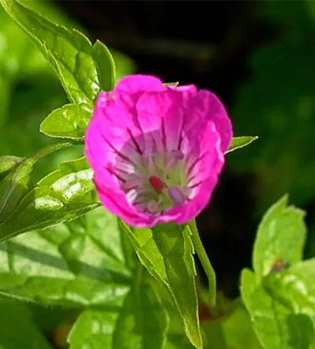 Geranium nodosum Geranium nodosum