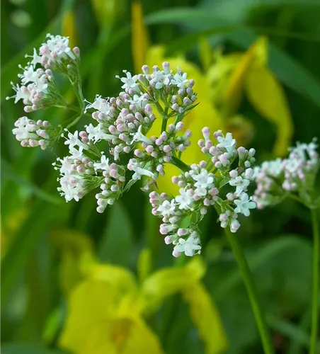 Gewöhnlicher Baldrian Gewöhnlicher Baldrian