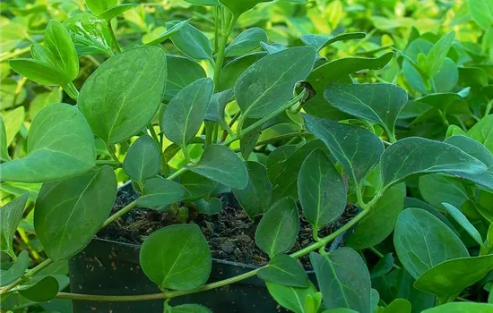 Großblättriges Immergrün Großblättriges Immergrün