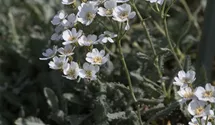Achillea umbellata Achillea umbellata