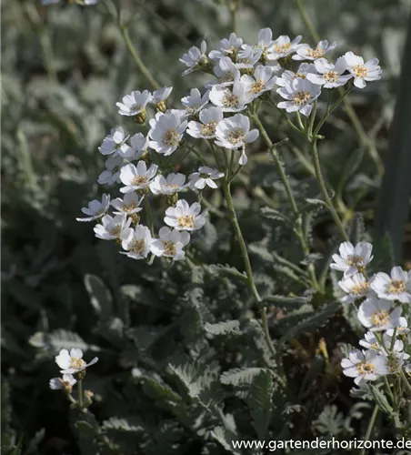 Griechische Silber-Garbe Griechische Silber-Garbe
