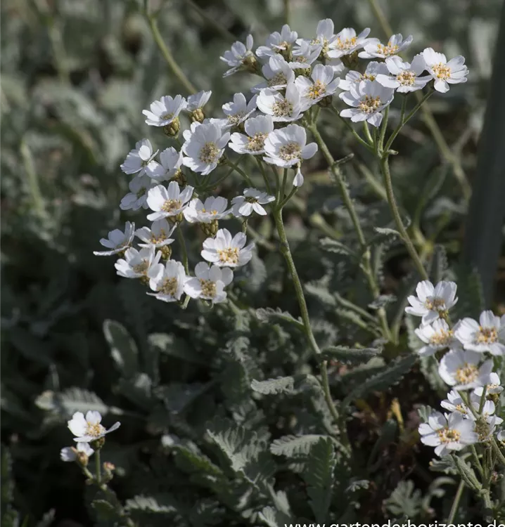 Achillea umbellata Achillea umbellata