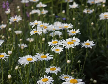 Großblumige Garten-Margerite 'Gruppenstolz'