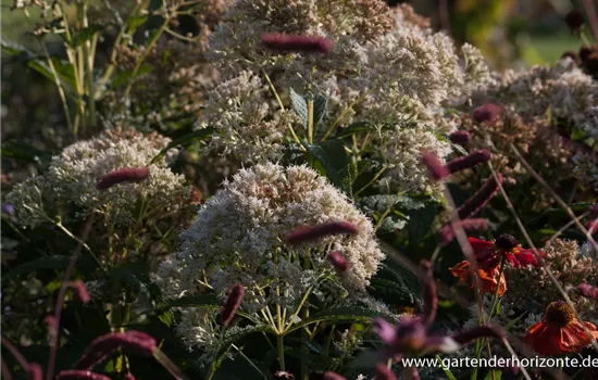 Großer Garten-Wasserdost 'Bartered Bride' Großer Garten-Wasserdost 'Bartered Bride'