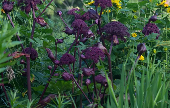 Große Engelwurz Große Engelwurz