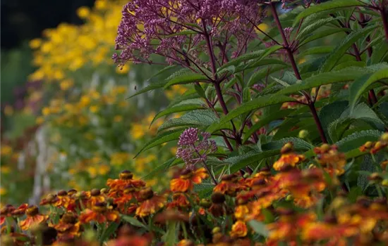 Großer Garten-Wasserdost 'Glutball' Großer Garten-Wasserdost 'Glutball'