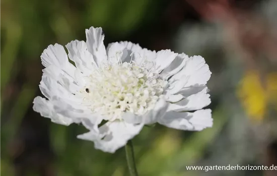 Große Garten-Skabiose 'Perfecta Alba' Große Garten-Skabiose 'Perfecta Alba'