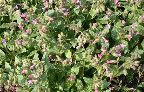 Großgeflecktes Garten-Lungenkraut 'Mrs Moon' Großgeflecktes Garten-Lungenkraut 'Mrs Moon'