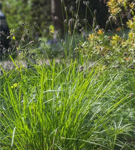 Grünes Kopfgras Grünes Kopfgras